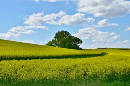 Monte San Giovanni Campano alla Fiera Olio Capitale 2025: un’opportunità per le aziende olivicole locali